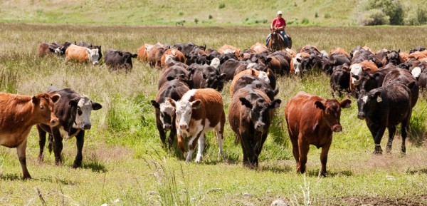 HN McClaranRanch 61Z3286 600x289 — Studio 3 Inc. HN McClaranRanch 61Z3286 — Studio 3, Inc.